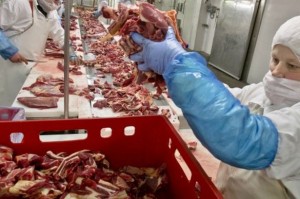a-worker-handles-meat-at-a-unit-checked-by-romanian-authorities-in-the-horse-meat-scandal-image-1-338951024-2512684