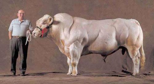 belgian-blue-cow